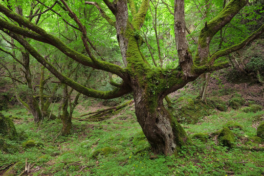 Fototapeta Gnarled Old Big Tree Moss Covered