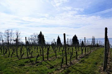 Weinberg auf dem Wanderweg zwischen Hagnau und Meersburg am Bodensee in Süddeutschland