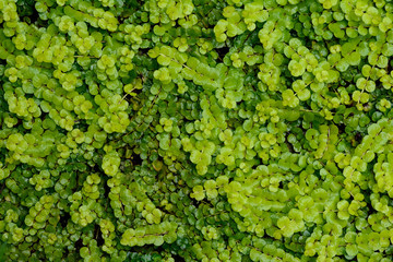 Obraz premium Green leaves background