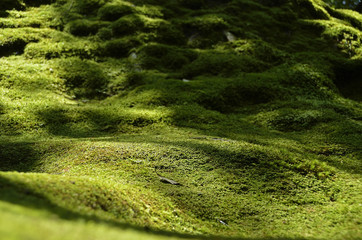 Moss around the ground
