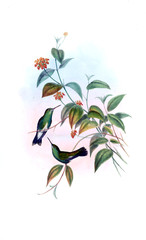 Illustration of a Hummingbird.