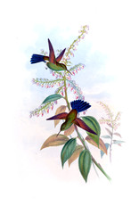 Illustration of a Hummingbird.