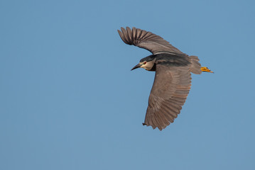 Night heron - Nycticorax nycticorax