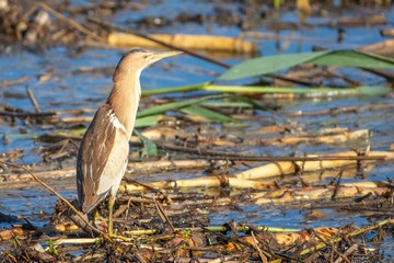 Little bittern - Ixobrychus minutus