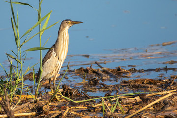 Little bittern - Ixobrychus minutus