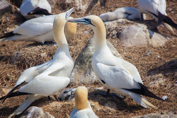 Pair of Northern gannets with offspring in Saltee Islands