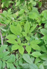 Ginseng (Panax ginseng) 10