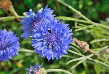 Cornflower 4