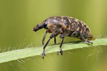 Beetle weevil runs on a green leaf in the grass.
