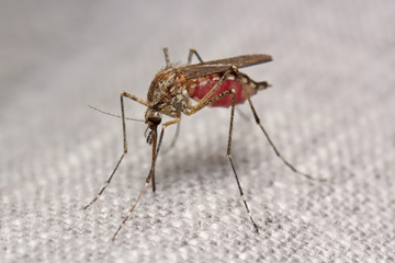 Fototapeta na wymiar Mosquito drinks blood through the fabric of the garment. 