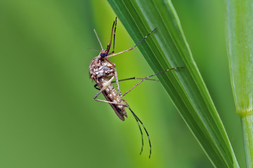 Mosquito resting on the grass.
