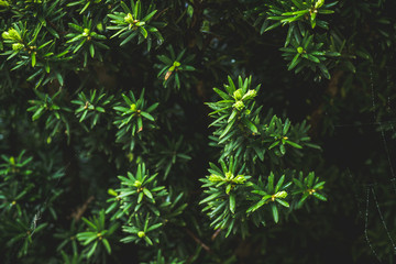 Taxus baccata (Yaw tree) bush in the garden. Selective focus. 