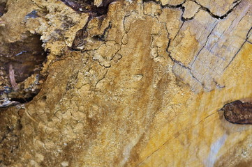 wood closeup marble-like texture