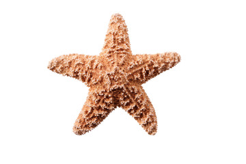 Small starfish seastar isolated on white background