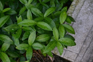 Leaves