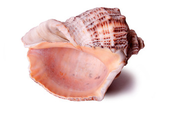 Large sea shell isolated closeup
