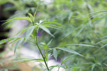 closeup on fresh green marijuana plants, cannabis on a dark background,