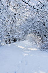 Countryside road at winter