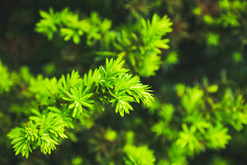 Fototapeta premium Taxus baccata (Yaw tree) bush in the garden. Selective focus. 