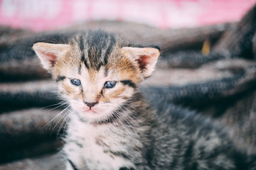 Fototapeta na wymiar Cute Tiny Kitten
