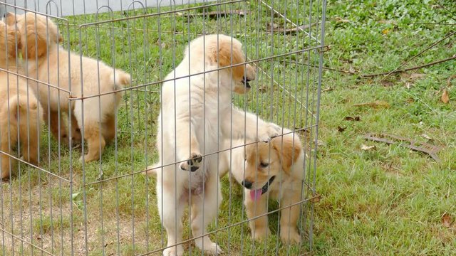 Group of littile golden retriever dogs in case
