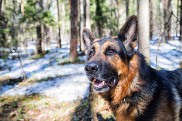 Dog German Shepherd in the forest in an early spring