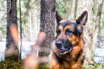 Dog German Shepherd in the forest in an early spring