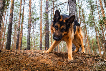 Dog German Shepherd in the forest in an early spring