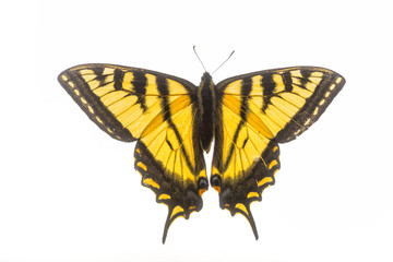 Fototapeta na wymiar Swallowtail Butterfly - Isolated on White