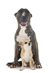 Obraz premium bull terrier and chihuahua