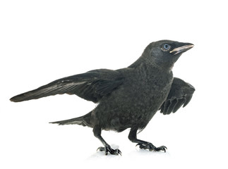 jackdaw in studio