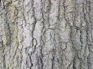 Naklejka premium Trees at home and parks and forest