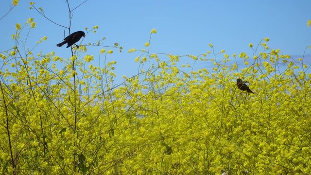 Two Birds in mustard field