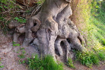 Surface root system of Common Beech in Jasmund NP, Island of Rügen