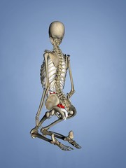 Small Intestine, Female Skeleton, 3D Human Model