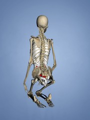 Small Intestine, Female Skeleton, 3D Human Model