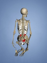 Small Intestine, Female Skeleton, 3D Human Model
