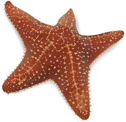 Starfish on a White Background - Isolated Colored Illustration on White Background, Vector