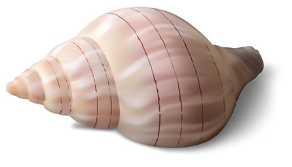Isolated Shell on a White Background - Detailed Colored Illustration, Vector