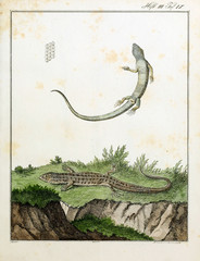 Illustration of a lizard.