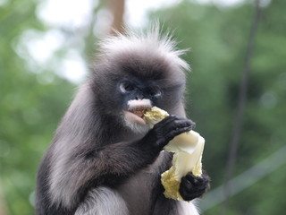 Affe mit futter