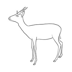vector drawing antelope