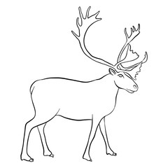 vector drawing reindeer