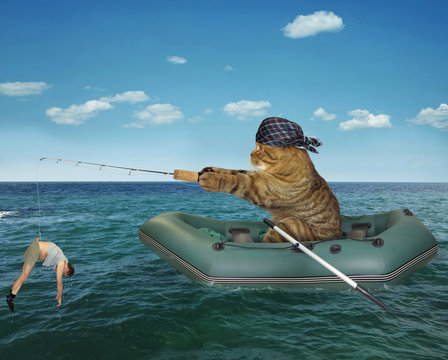 2+ Thousand Cat Fishing Rod Royalty-Free Images, Stock Photos