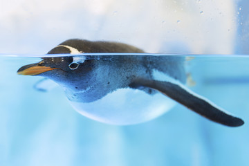 Naklejka premium Swimming Penguin