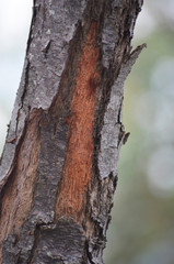 old grey bark is peeling off the trunk of a tree to reveal to red bark underneath.