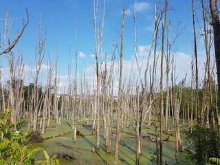 Trees with leaves and without leaves in summer
