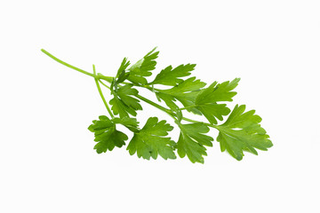 Fresh green parsley leaves bunch, raw organic leaf, isolated on white background