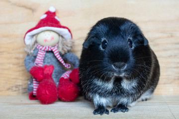 Meerschweinchen