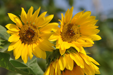 Sun Flower Blooming